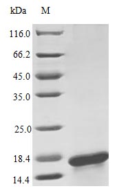 Recombinant Human Interleukin-17F protein (IL17F) (Active) – Figure 1 of 1