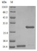 Recombinant Human Interleukin-17A protein (IL17A) (Active) – Figure 1 of 1