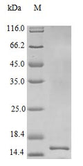 Recombinant Human Interleukin-22 protein (IL22) (Active) – Figure 1 of 1
