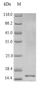 Recombinant Human Interleukin-22 protein (IL22) (Active) – Figure 1 of 1