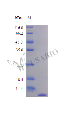 Recombinant Human Tumor necrosis factor receptor superfamily member 12A protein (TNFRSF12A), partial (Active) – Figure 1 of 1