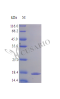 Recombinant Human Tumor necrosis factor receptor superfamily member 9 protein (TNFRSF9), partial (Active) – Figure 1 of 1
