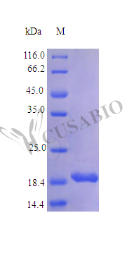 Recombinant Human Tumor necrosis factor ligand superfamily member 9 protein (TNFSF9), partial (Active) – Figure 1 of 1