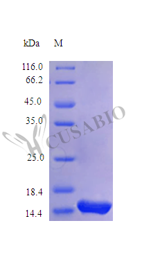 Recombinant Rhesus Macaque Interleukin-4 protein (IL4) (Active)