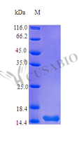 Recombinant Human Thymic stromal lymphopoietin protein (TSLP) (Active) – Figure 1 of 1