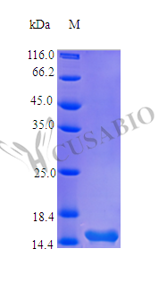 Recombinant Human Thymic stromal lymphopoietin protein (TSLP) (Active) – Figure 1 of 1