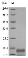 Recombinant Human Macrophage colony-stimulating factor 1 protein (CSF1), partial (Active) – Figure 1 of 1