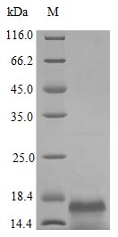 Recombinant Human Macrophage colony-stimulating factor 1 protein (CSF1), partial (Active) – Figure 1 of 1