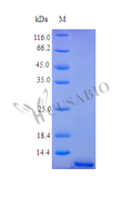 Recombinant Human Tumor necrosis factor receptor superfamily member 17 protein (TNFRSF17), partial (Active) – Figure 1 of 1