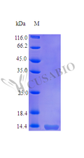 Recombinant Human Tumor necrosis factor receptor superfamily member 10B (TNFRSF10B), partial (Active) – Figure 1 of 1