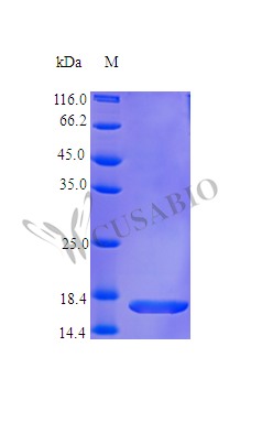 Recombinant Human Fibroblast growth factor 1 protein (FGF1) (Active) – Figure 1 of 1