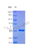 Recombinant Human Fibroblast growth factor 23 protein (FGF23) (Active) – Figure 1 of 1