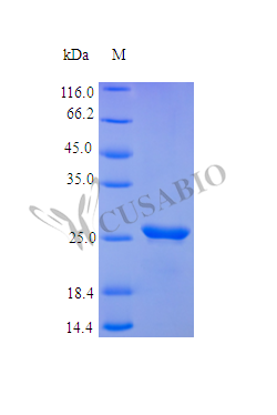 Recombinant Human Fibroblast growth factor 23 protein (FGF23) (Active) – Figure 1 of 1