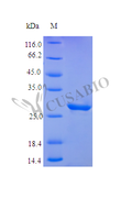 Recombinant Human Insulin-like growth factor-binding protein 3 protein (IGFBP3) (Active) – Figure 1 of 1