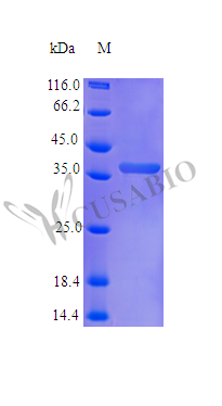 Recombinant Human Protein NOV homolog protein (NOV) (Active) – Figure 1 of 1