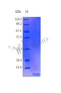 Recombinant Human Insulin-like growth factor I protein (IGF1), partial (Active) – Figure 1 of 1