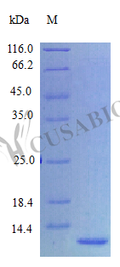 Recombinant Human Epigen protein (EPGN), partial (Active) – Figure 1 of 1