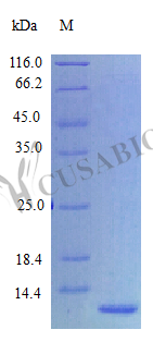 Recombinant Human Epigen protein (EPGN), partial (Active) – Figure 1 of 1