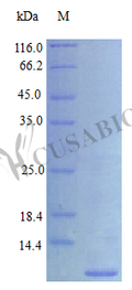 Recombinant Human Proepiregulin (EREG), partial (Active) – Figure 1 of 1