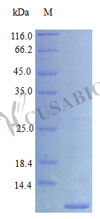 Recombinant Human Proepiregulin (EREG), partial (Active) – Figure 1 of 1