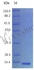 Recombinant Human Amphiregulin protein (AREG), partial (Active) – Figure 1 of 1