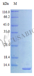 Recombinant Human Proheparin-binding EGF-like growth factor [Cleaved into: Heparin-binding EGF-like growth factor protein (HB