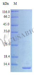Recombinant Human Proheparin-binding EGF-like growth factor [Cleaved into: Heparin-binding EGF-like growth factor protein (HB