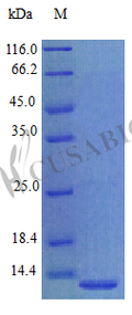 Recombinant Human Prokineticin-1 protein (PROK1) (Active) – Figure 1 of 1