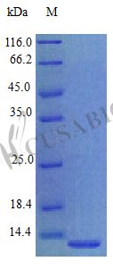Recombinant Human Prokineticin-1 protein (PROK1) (Active) – Figure 1 of 1