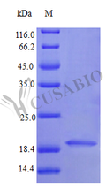 Recombinant Human Interferon alpha-1/13 protein (IFNA1) (Active) – Figure 1 of 1