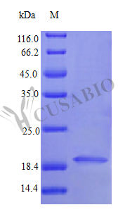 Recombinant Human Interferon alpha-1/13 protein (IFNA1) (Active) – Figure 1 of 1