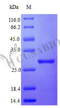 Recombinant Human Interferon alpha-2 protein (IFNA2) (Active) – Figure 1 of 1