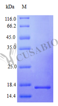 Recombinant Human Interferon gamma protein (IFNG) (Active) – Figure 1 of 1
