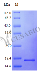 Recombinant Human Interferon gamma protein (IFNG) (Active) – Figure 1 of 1