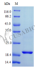 Recombinant Human Interferon lambda-1 protein (IFNL1) (Active) – Figure 1 of 1