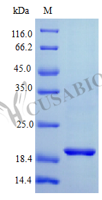 Recombinant Human Interferon lambda-1 protein (IFNL1) (Active) – Figure 1 of 1