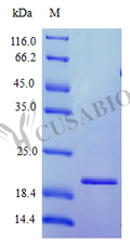 Recombinant Human Interferon omega-1 protein (IFNW1), partial (Active) – Figure 1 of 1