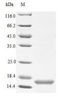 Recombinant Human Neurotrophin-4 protein (NTF4) (Active) – Figure 1 of 1