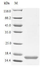 Recombinant Human Neurotrophin-4 protein (NTF4) (Active) – Figure 1 of 1