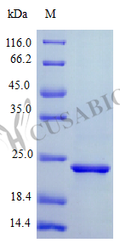 Recombinant Human Ciliary neurotrophic factor protein (CNTF) (Active) – Figure 1 of 1
