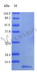 Recombinant Human Pro-neuregulin-1, membrane-bound isoform protein (NRG1), partial (Active) – Figure 1 of 1