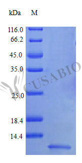 Recombinant Human Pro-neuregulin-1, membrane-bound isoform protein (NRG1), partial (Active) – Figure 1 of 1