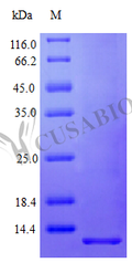 Recombinant Human Pro-neuregulin-1, membrane-bound isoform protein (NRG1), partial (Active) – Figure 1 of 1