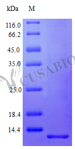 Recombinant Human Pro-neuregulin-1, membrane-bound isoform protein (NRG1), partial (Active) – Figure 1 of 1
