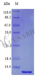 Recombinant Human Probetacellulin [Cleaved into: Betacellulin protein (BTC), partial (Active) – Figure 1 of 1