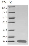 Recombinant Human Glial cell line-derived neurotrophic factor protein (GDNF) (Active) – Figure 1 of 1