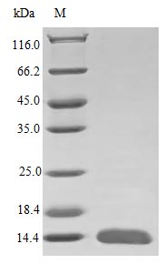 Recombinant Human Glial cell line-derived neurotrophic factor protein (GDNF) (Active) – Figure 1 of 1