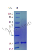 Recombinant Human Mesencephalic astrocyte-derived neurotrophic factor protein (MANF) (Active) – Figure 1 of 1