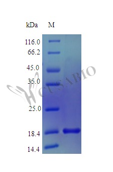 Recombinant Human Mesencephalic astrocyte-derived neurotrophic factor protein (MANF) (Active) – Figure 1 of 1
