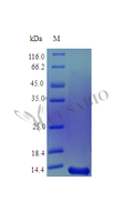 Recombinant Human Midkine protein (MDK) (Active) – Figure 1 of 1